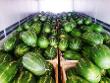 wassermelonen-watermelons-loaded-many