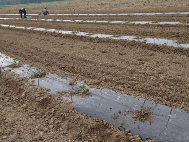 wassermelonen-watermelons-planting1