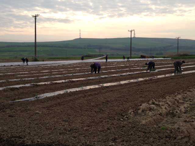 wassermelonen-watermelons-planting2