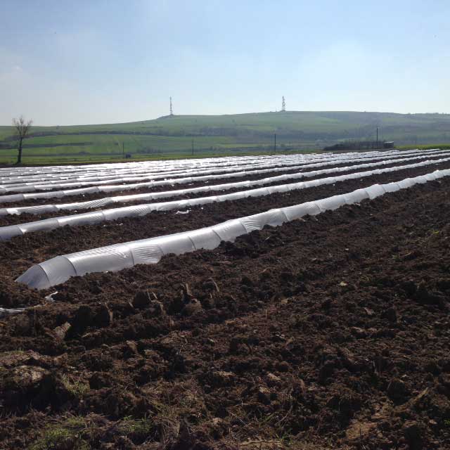 wassermelonen-watermelons-planting3