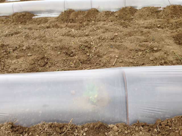 wassermelonen-watermelons-planting4