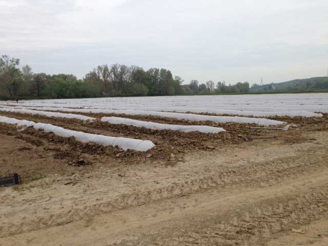 wassermelonen-watermelons-planting5