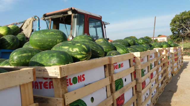 wassermelonen-watermelons-ready2