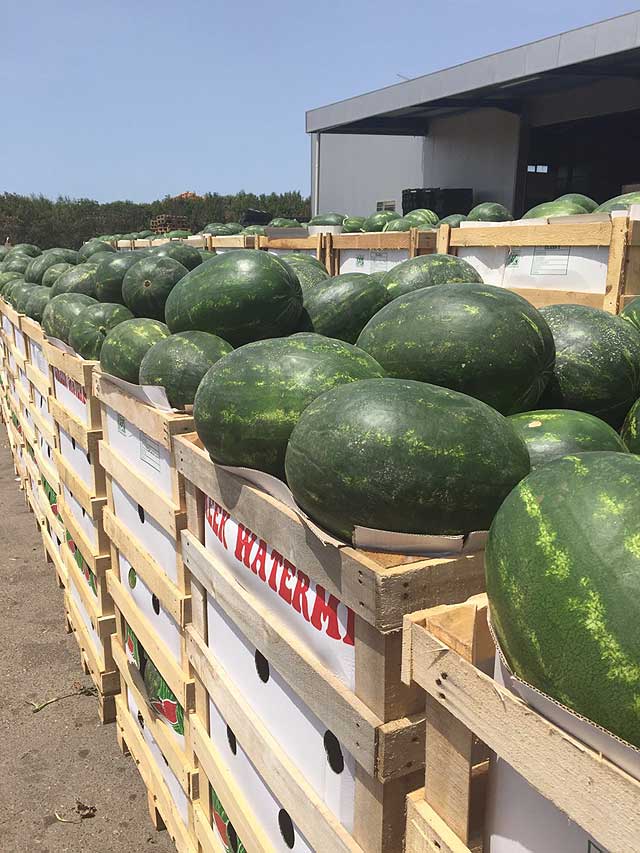 wassermelonen-watermelons-ready3a